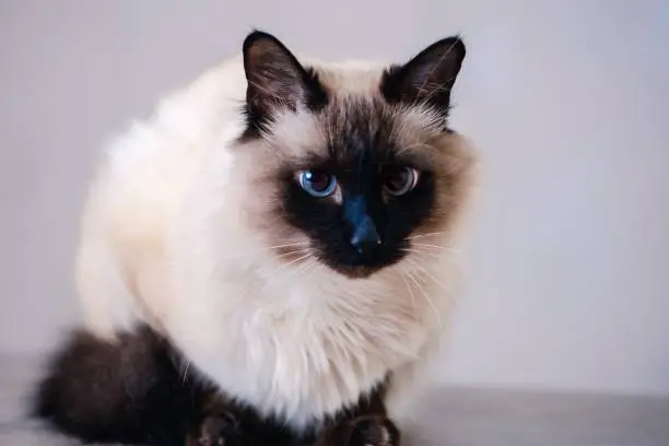 Photo of domestic fur animal cat balinese. background.