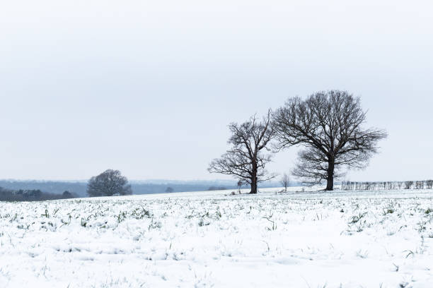 istock Isolated trees in a snow covered field 1126736850