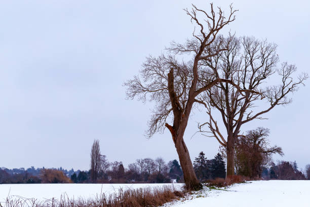 istock Trees standing in a snow covered field 1126736857