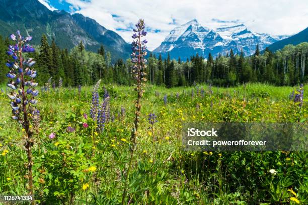 Mt Robson In The Canadian Rocky Mountains Of British Columbia Canada Stock Photo - Download Image Now