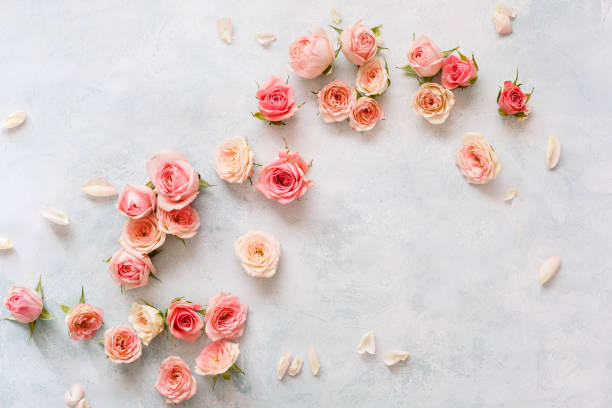 istock Various pink roses buds and petals  scattered on rustic background 1126741345