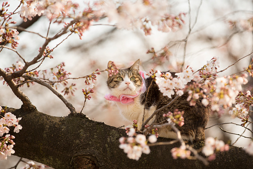 A cat climbs a cherry blossom tree in a Tokyo park.