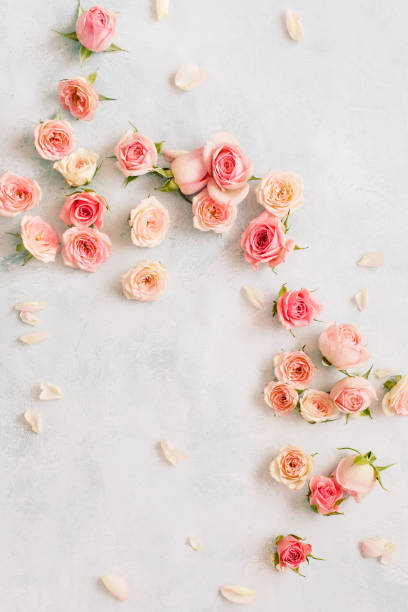 istock Roses and petals scattered on textured background, overhead view 1126741381