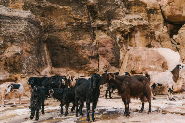 istock Goats in mountains near Petra 1126741434