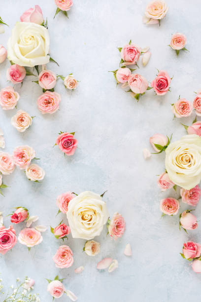 Various roses, petals  and buds on light blue textured background. Women's Day,  greeting card or wedding invitation