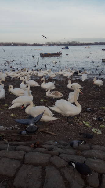 istock Waterbirds at Danube river, Belgrade, Serbia 1126743982