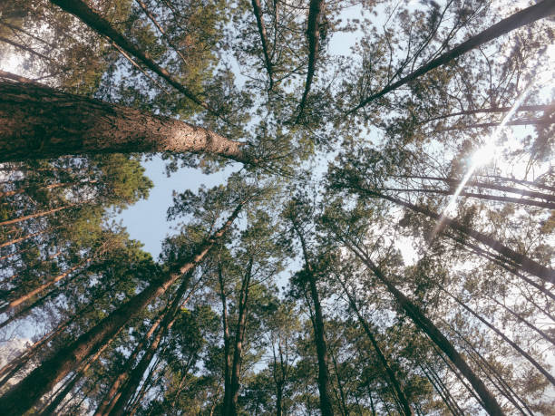 istock Looking up the sky through the forest canopy. 1126744284