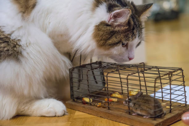 istock Siberian cat and Mousetrap with a mouse 1126744784