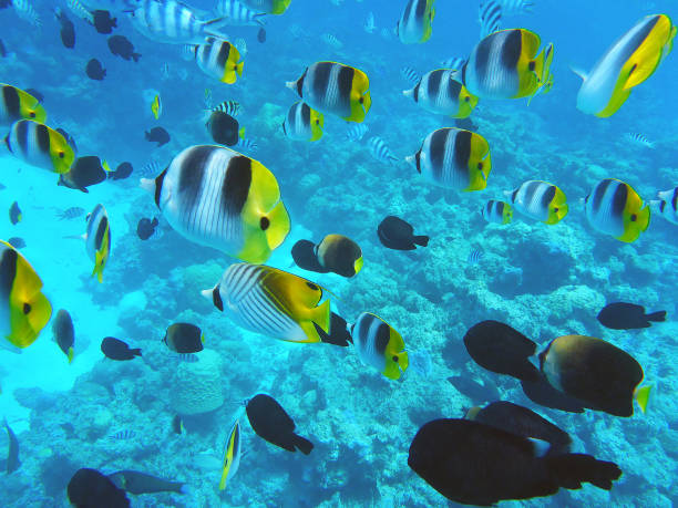 700+ Bora Bora Fish Stock Photos, Pictures & Royalty-Free Images - iStock