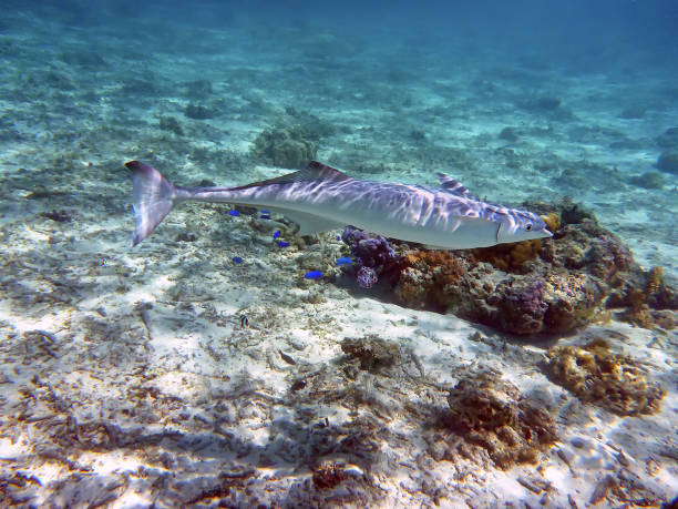 istock Common remora in the Bora Bora lagoon in French Polynesia 1126746679