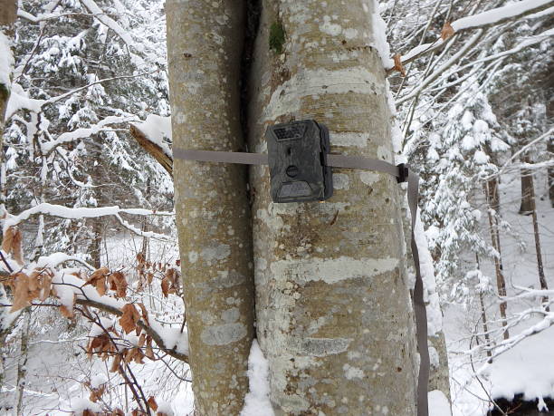 Photo traps in forests, Camera trap with infrared light and motion detector attached with straps on a tree