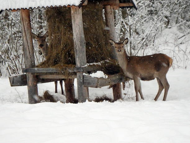 istock Beautiful red deer in snow covered winter landscape 1126746974