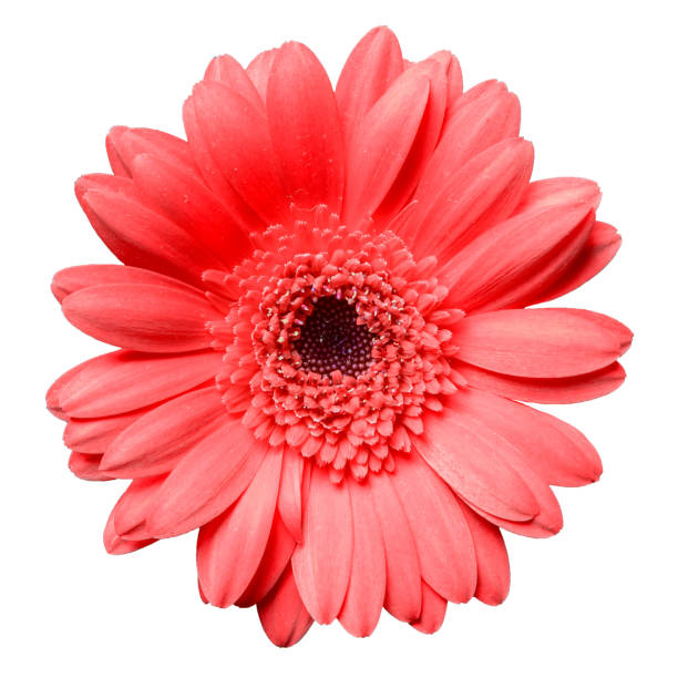 istock beautiful red gerbera daisy flower isolated on white background closeup 1126748021