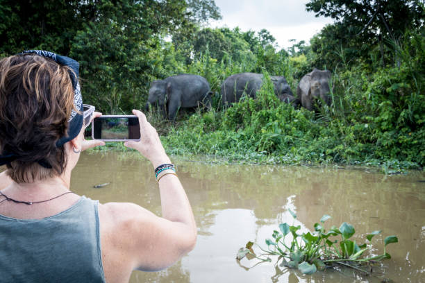 Discovering the nature Close up of an environmental tourist photographing with his Smartphon a group of pygmy elephants on the banks of the river Kinabatagan, Malaysia kinabatangan river stock pictures, royalty-free photos & images