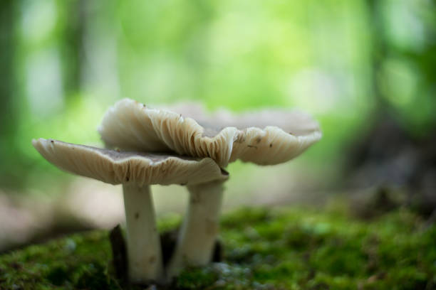 Closeup of mushrooms