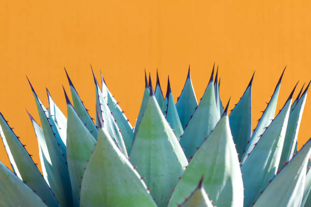 Sunlit Blue Agave (American Aloe) Plant; Orange Background A spiky blue agave (American aloe) plant against a vibrant orange background. Copy space available above the plant. Concepts: teamwork, unity, working together, togetherness, sharp, sharp team. blue agave photos stock pictures, royalty-free photos & images