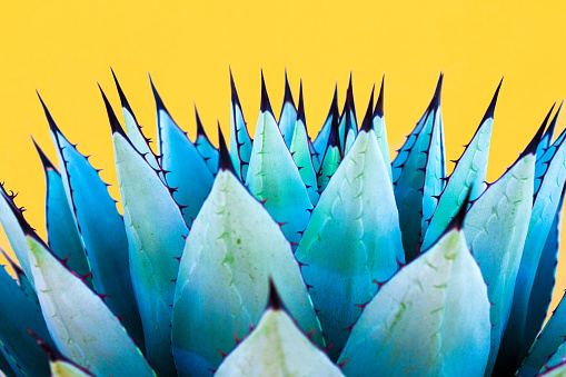 A spiky blue agave (American aloe) plant against a vibrant yellow background. Copy space available above the plant. Concepts: teamwork, unity, working together, togetherness, sharp, sharp team.