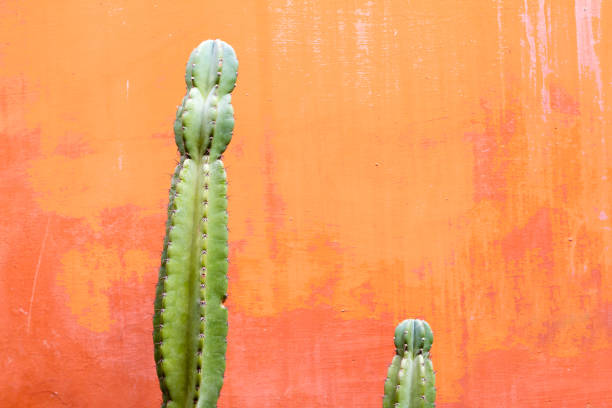 istock Candelabra Tree Cactus (Euphorbiaceae); VIbrant Orange Background 1126751861