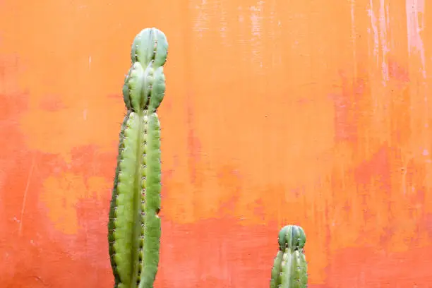 Photo of Candelabra Tree Cactus (Euphorbiaceae); VIbrant Orange Background