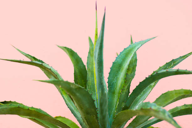 Aloe Vera Plant; Pink Background stock photo