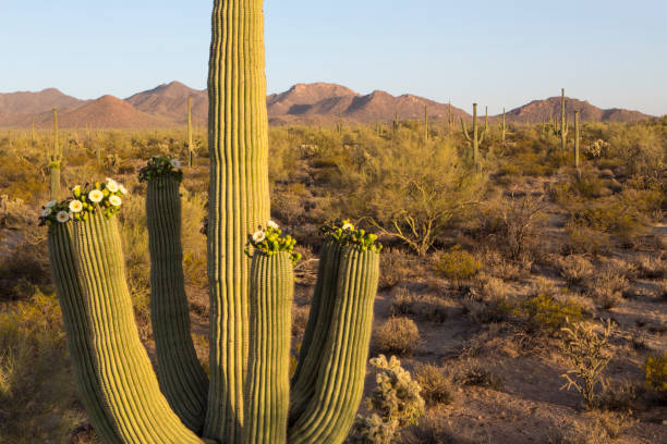 istock Saguaro vista with flowers 1126756734