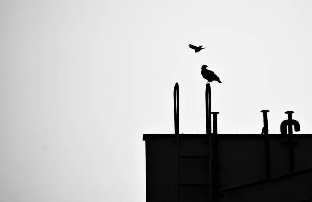 istock silhouette of birds 1126764644