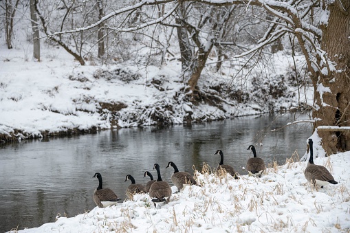 A group of geese walks from the snowy grass alongside a river towards the river.