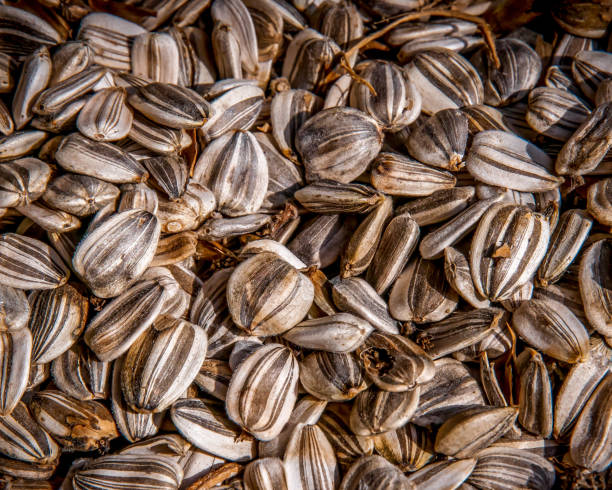 istock Close up of sunflower seeds 1126773089