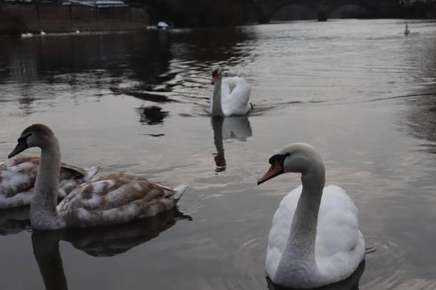 istock Swans and Offspring on the River 1126774535