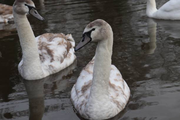 istock Swans and Offspring on the River 1126776952