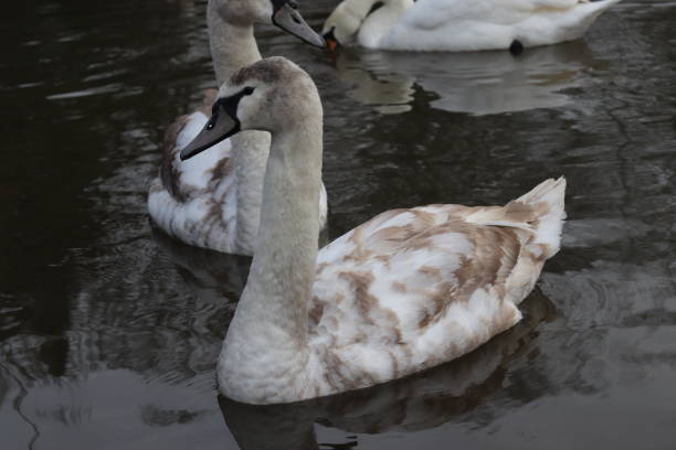 istock Swans and Offspring on the River 1126776962