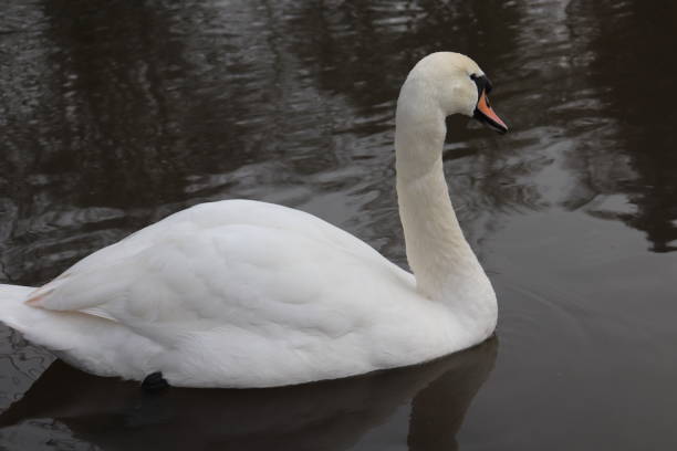 istock Swans and Offspring on the River 1126777023