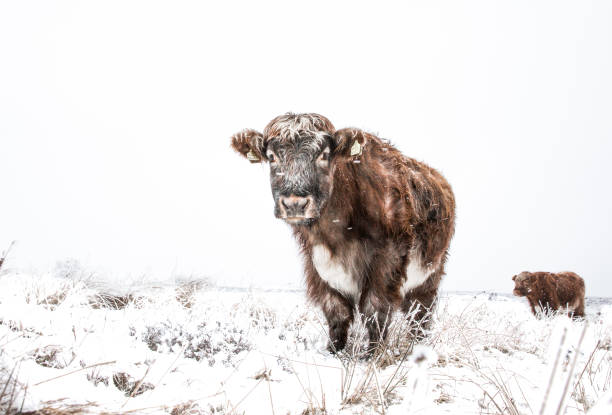 Hardy highland cattle and cows in a remote field during winter when the ground is covered in snow