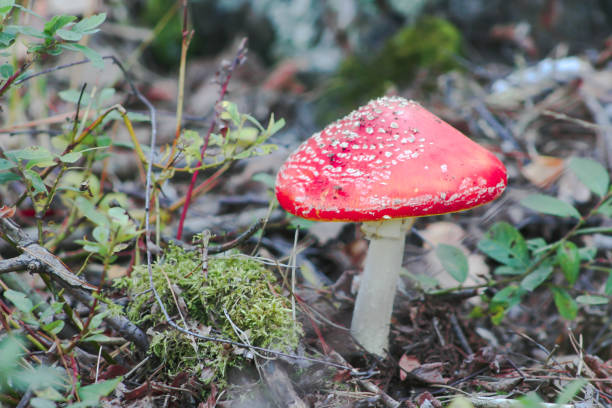 red fly agaric mushroom or toadstool in the grass. latin name is amanita muscaria. - mushroom fly agaric mushroom photograph toadstool imagens e fotografias de stock