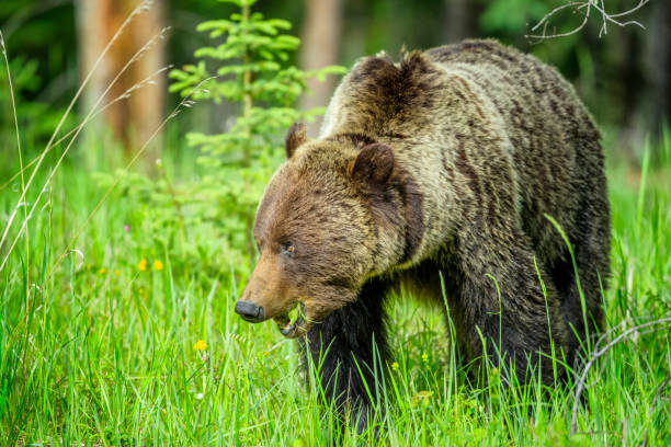 istock Jasper National Park in Alberta Canada 1126778890