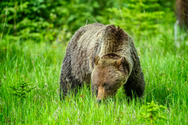 istock Jasper National Park in Alberta Canada 1126778957