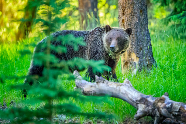 parc national de jasper en alberta canada - jasper national park photos et images de collection