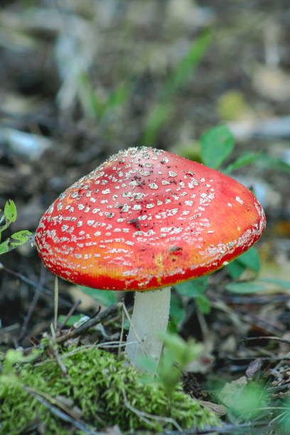 red fly agaric mushroom or toadstool in the grass. latin name is amanita muscaria. - mushroom fly agaric mushroom photograph toadstool imagens e fotografias de stock