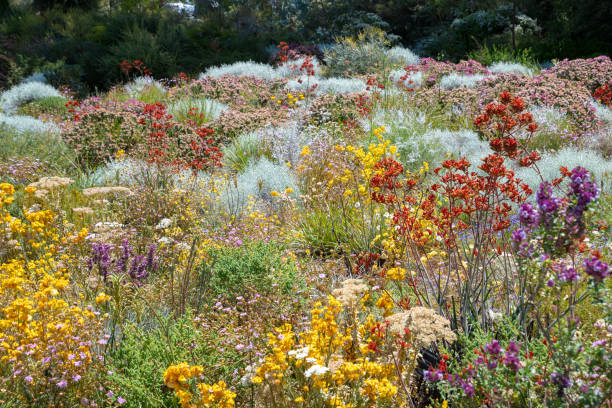 Flowers in many colors in Perth botanical garden with its collection of West Australia stock photo