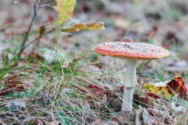 red fly agaric mushroom or toadstool in the grass. latin name is amanita muscaria. - mushroom fly agaric mushroom photograph toadstool imagens e fotografias de stock