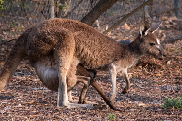 istock Kangaroo joey crawling back in mothers pouch in West Australia 1126779442