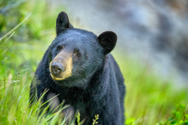 parque nacional jasper, en alberta canadá - bear hunting fotografías e imágenes de stock