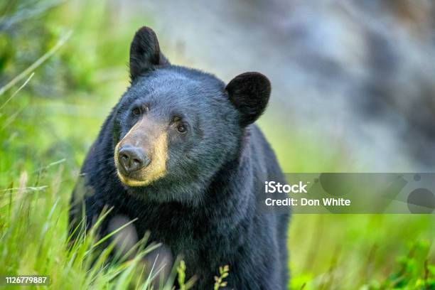 Jasper National Park In Alberta Canada Stock Photo - Download Image Now - Black Bear, Canada, Animal Wildlife