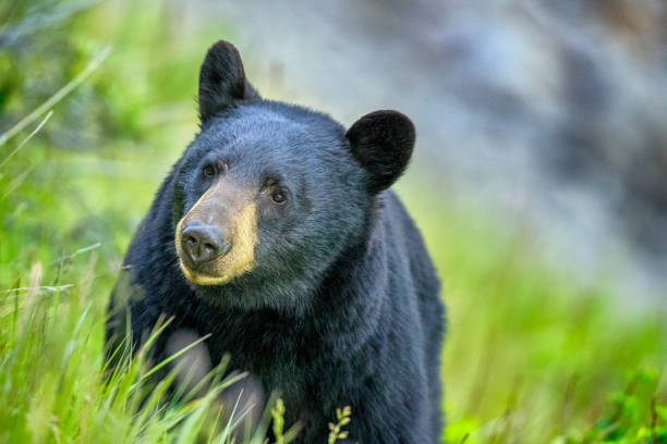 jasper national park in alberta canada - bear hunting imagens e fotografias de stock