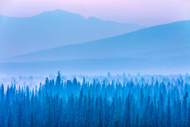 Morning fog in Jasper National Park, Alberta Canada