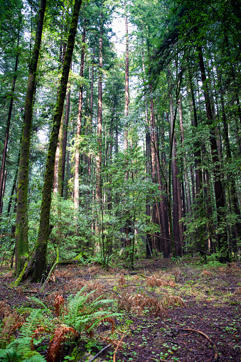 Coast Redwoods in Armstrong Redwoods, State Natural Reserve in Northern California, USA.