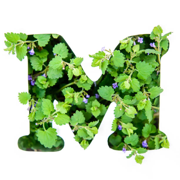 the letter m of the english alphabet from the leaves of green plants - letter m alphabet color image flower imagens e fotografias de stock