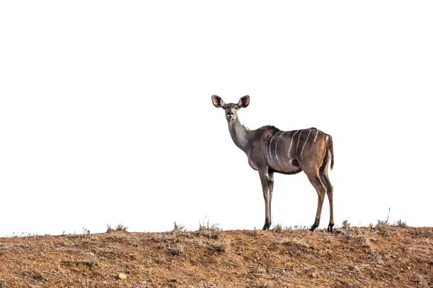 Photo of Greater kudu in Kruger National park, South Africa