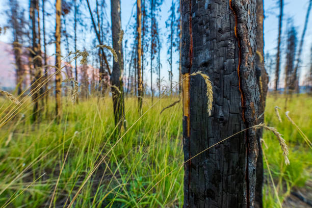 Wildfire aftermath in Jasper National Park, Alberta Canada