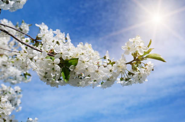 istock Spring flowers. Beautifully blossoming tree branch. 1126784481